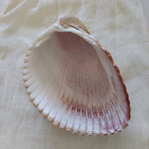 Large Cockle Shell - Picture 4 of 7